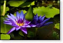 bloemen bloem hdr natuur flora roos rozen tulp tulpen orchidee orchideeen zonnebloem geranium cannabis marihuana wiet hennep sativa indica